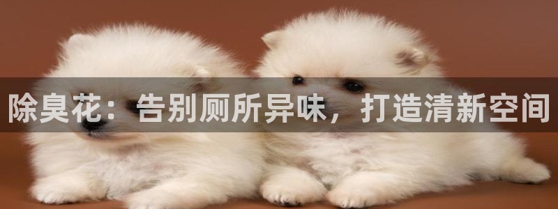 z6尊龙官网：除臭花：告别厕所异味，打造清新空间