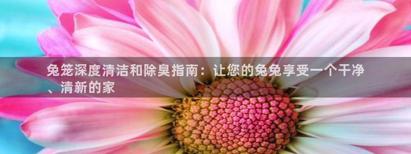 尊龙官网网站：兔笼深度清洁和除臭指南：让您的兔兔享受一个